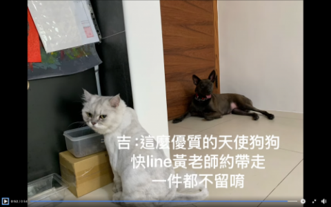 我是可以咪咪共處的乖狗狗 2025-02-04 17.58.03.png