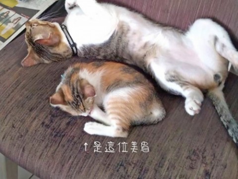 美眉跟家裡大哥哥相處很ok,陌生人的話可能要一點時間 -2.jpg