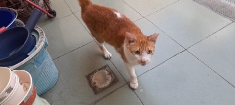 想要摸摸的橘子醬 20240829_060531.jpg