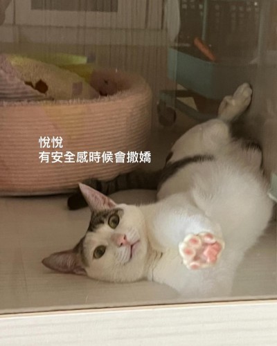 有點距離悅悅還是會翻肚肚示好 395413074_18208113898261930_4758616170218962006_n.jpg
