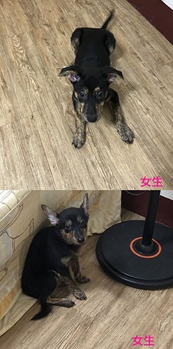 剛拾獲,毛被前主人剪得很亂 3.jpg