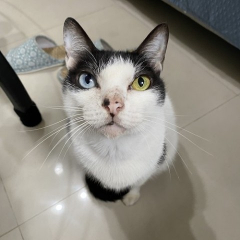 希望找到愛我的新主人 IMG_1264.jpeg