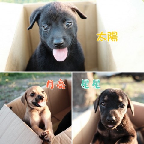 太陽、星星、月亮 IMG_1891.jpeg