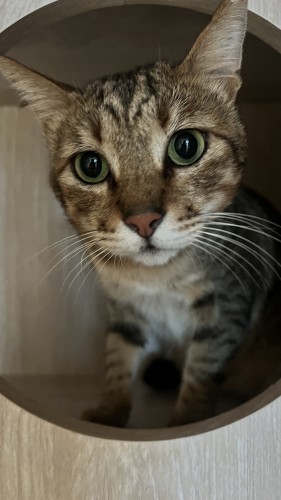 害羞親人親貓 IMG_5551.jpg