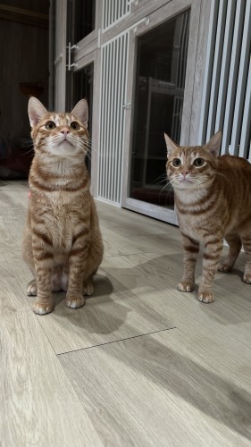 兄弟不拆送,感情好會抱一起睡覺 IMG_5553.jpg