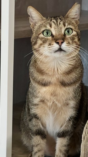 喜歡玩逗貓棒 IMG_5561.jpg