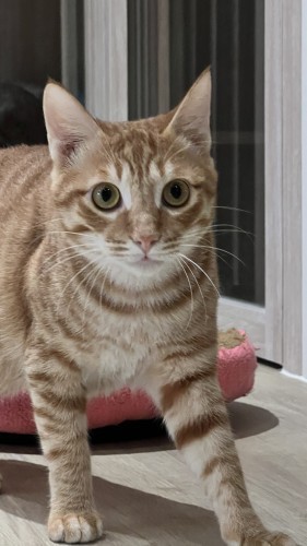 瘦子比較害羞 IMG_5562.jpg