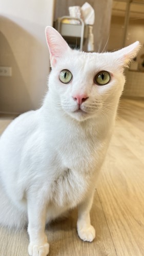 個性像大白狗親人 IMG_7185.jpg