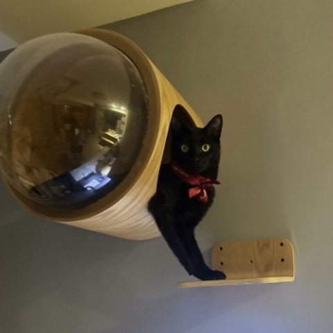 Meow IMG_8638.jpeg