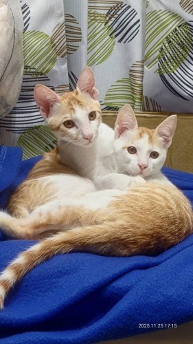 可愛小橘貓 cat.jpg