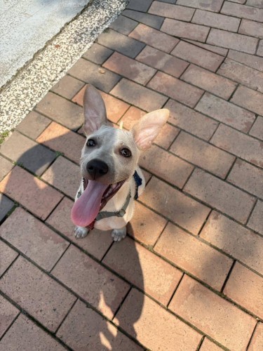 dog01.jpg