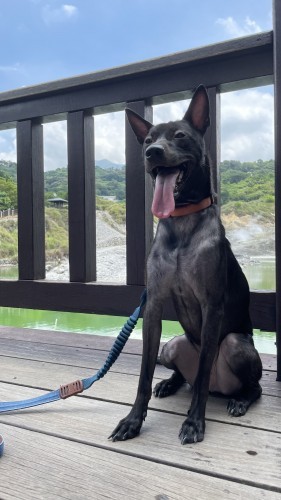 dog1.jpg