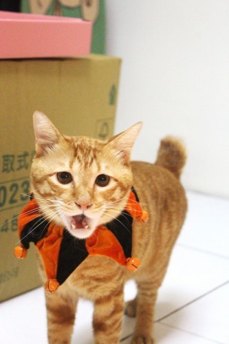 路易斯 received_3916890365297431.jpeg