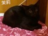 大家好, 我是黑白賓士貓-樂樂!! 02.jpg