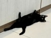 IMG_1267.jpeg