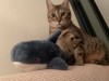 IMG_2641_0.jpeg