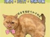 IMG_4433.jpeg