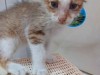cat01.jpg