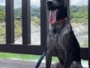dog1.jpg