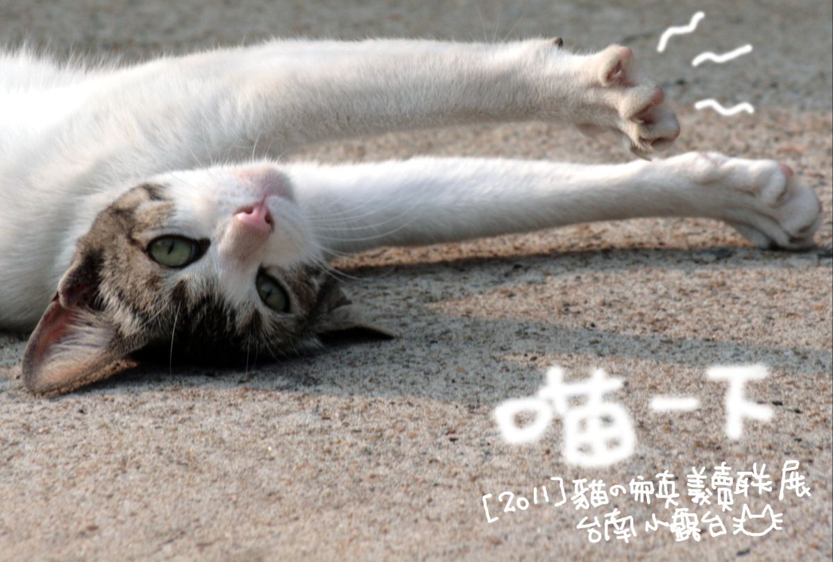 TN_貓DM2.JPG